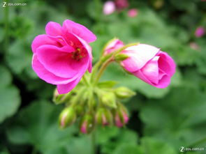 合肥豐樂生態園 探訪華東最大精品花卉大觀園，賞花之余的家用電器隨拍之旅