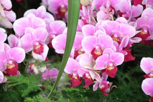 元旦祝福 自帶喜氣的綠植花卉，伴您走進2019